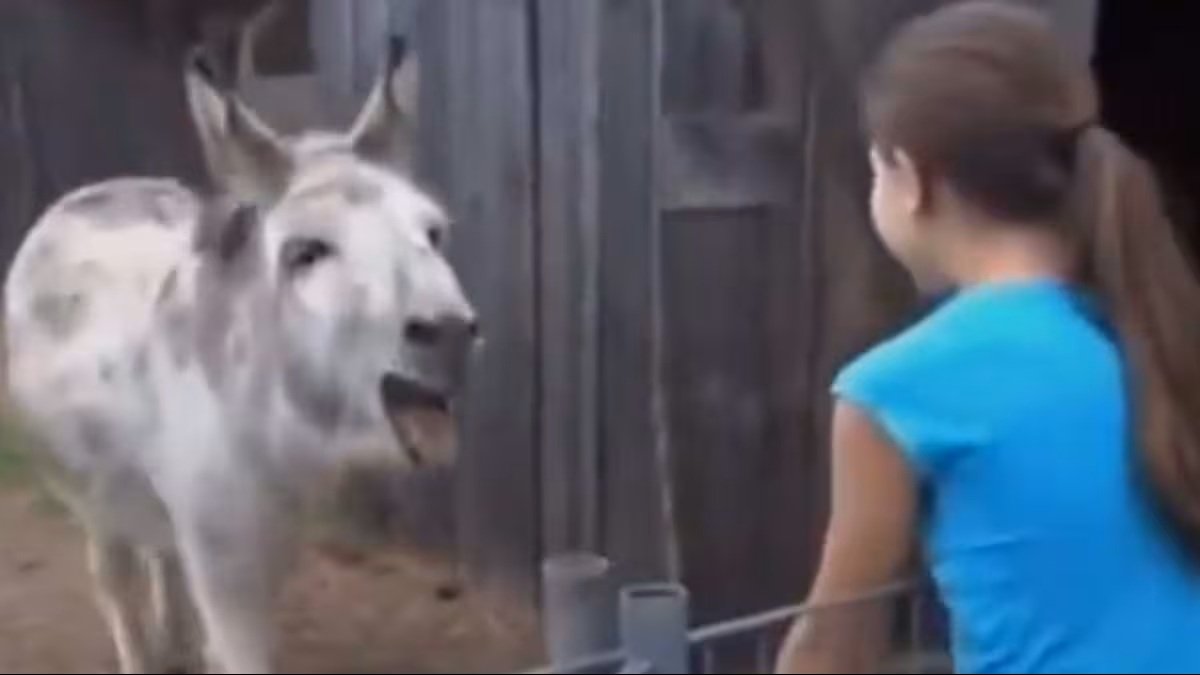 Rescued Donkey Crying Emotionally After Meeting Its Owner